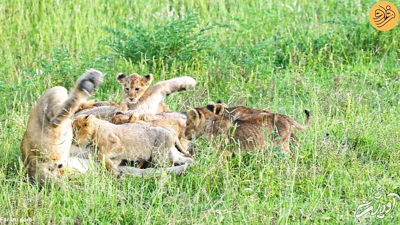 (ویدئو) لحظه دیدار مجدد توله شیرهای گم شده با مادرشان